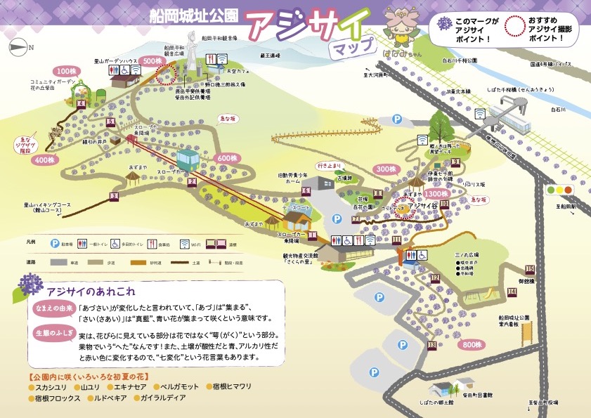 第８回 しばた紫陽花まつり 柴田町観光物産協会