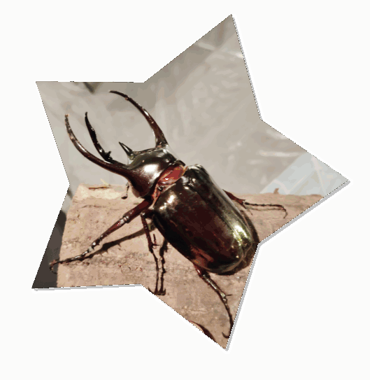 展示昆虫 2