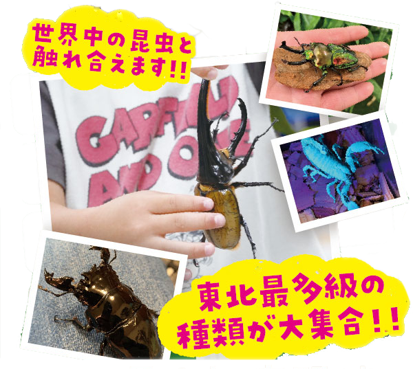 展示昆虫 1
