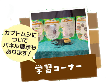 展示昆虫 5