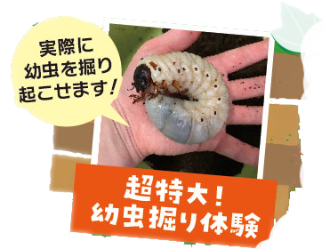 展示昆虫 4