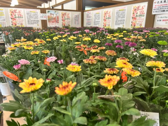 ポットマム展示の様子