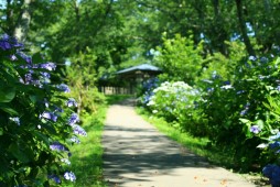 Hydrangea Festival Photo 6