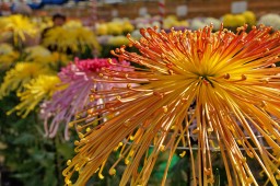 Miyagi Chrysanthemum Exhibition Shibata Tournament Photo 9