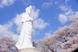Shibata Cherry Blossom Photo 8