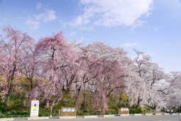 Shibata Cherry Blossom Photo 7