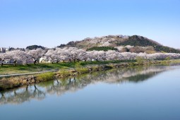 Shibata Cherry Blossom Photo 5