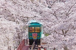 Shibata Cherry Blossom Photo 12