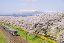 Shibata Cherry Blossom Photo 13