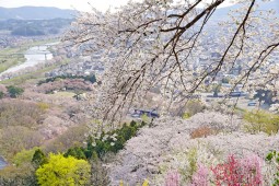 Shibata Cherry Blossom Photo 15