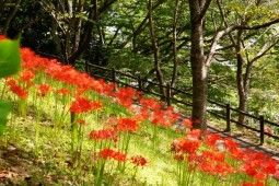 Red spider lily Festival Photo 7