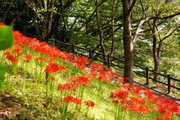 Red spider lily Festival Photo 7