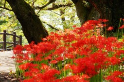 Red spider lily Festival Photo 6