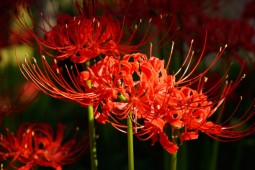 Red spider lily Festival Photo 4