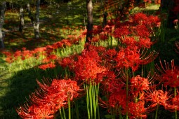 Red spider lily Festival Photo 3