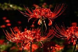 Red spider lily Festival Photo 2