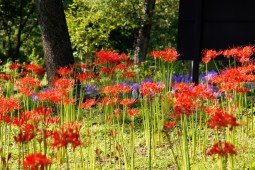 Red spider lily Festival Photo 8