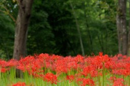 Red spider lily Festival Photo 9