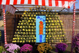 Miyagi Chrysanthemum Exhibition Shibata Tournament Photo 1