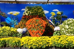 Miyagi Chrysanthemum Exhibition Shibata Tournament Photo 3