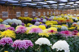 Miyagi Chrysanthemum Exhibition Shibata Tournament Photo 6