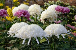 Miyagi Chrysanthemum Exhibition Shibata Tournament Photo 7