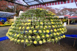 Miyagi Chrysanthemum Exhibition Shibata Tournament Photo 5