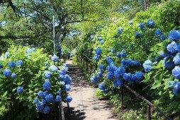 Hydrangea Festival Photo 9