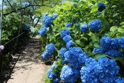 Hydrangea Festival Photo 1