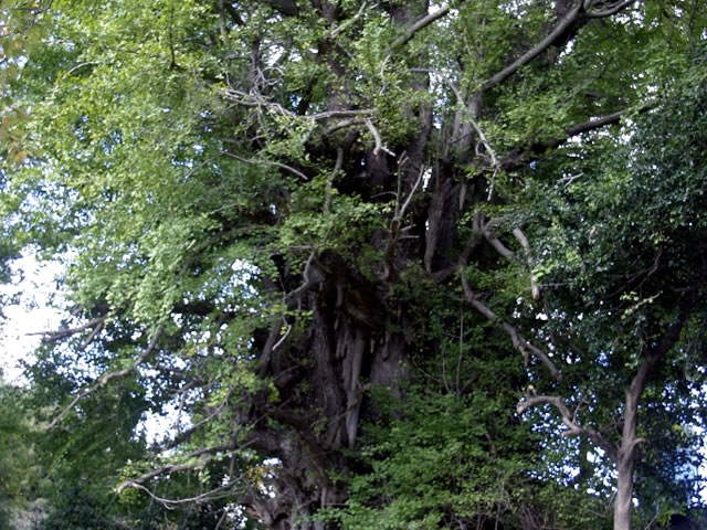 Amago no icho (Ginkgo from Amago)