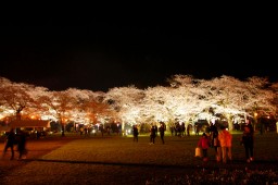 Shibata Cherry Blossom Festival photo