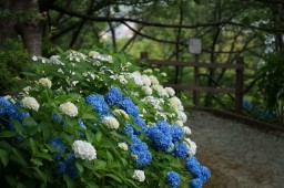 수국 축제 사진 8