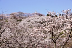 시마타의 벚꽃 사진 3