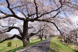 시마타의 벚꽃 사진 6