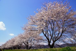 시마타의 벚꽃 사진 4