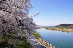 시마타의 벚꽃 사진 2
