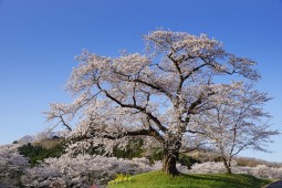 시마타의 벚꽃 사진 9