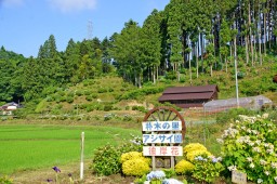 수국 축제 사진 10