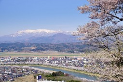 시마타의 벚꽃 사진 11