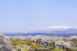 시마타의 벚꽃 사진 1