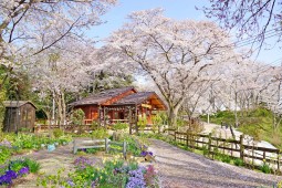 시마타의 벚꽃 사진 14