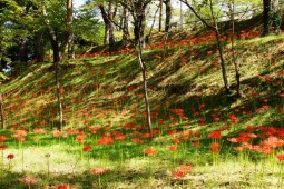 만주사화 축제 사진 5