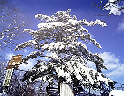 겨울 전나무 나무 사진