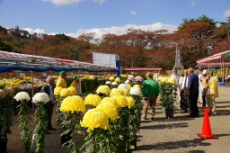 งานประกวดดอกเบญจมาศมิยางิ ชิบาตะ รูปถ่าย 10