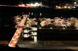 ซากุระเมืองชิบาตะ รูปถ่าย 17