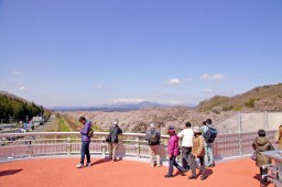 ซากุระเมืองชิบาตะ รูปถ่าย 16