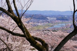 ซากุระเมืองชิบาตะ รูปถ่าย 10