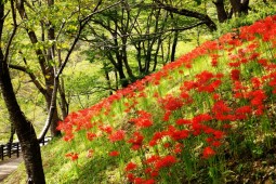 เทศกาลดอกมังจูชาเกะ รูปถ่าย 1