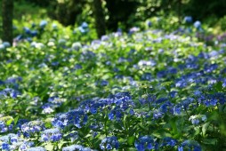 繡球花祭照片 7