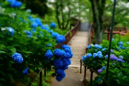 繡球花祭照片 5